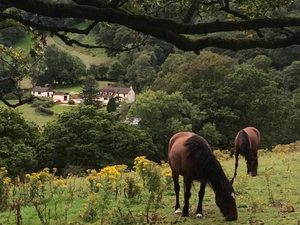 Llandysul Ty Twt - Complete Holiday Home מראה חיצוני תמונה